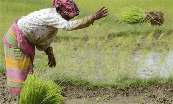 
With target of 191L metric tonnes, paddy procurement begins in Punjab 